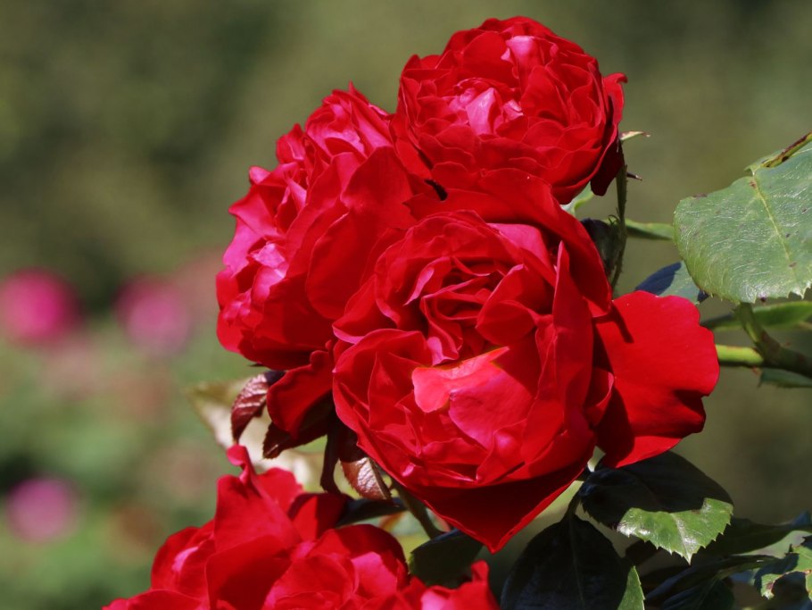 Флорентина клаймбер роза