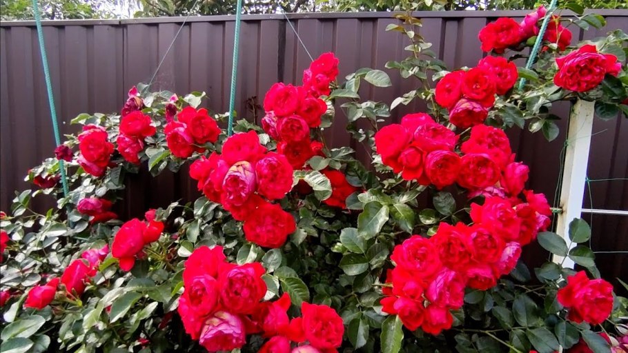 Роза Флорентина в саду