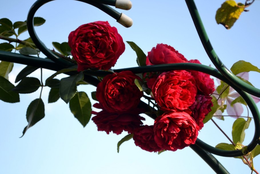 Florentina роза плетистая