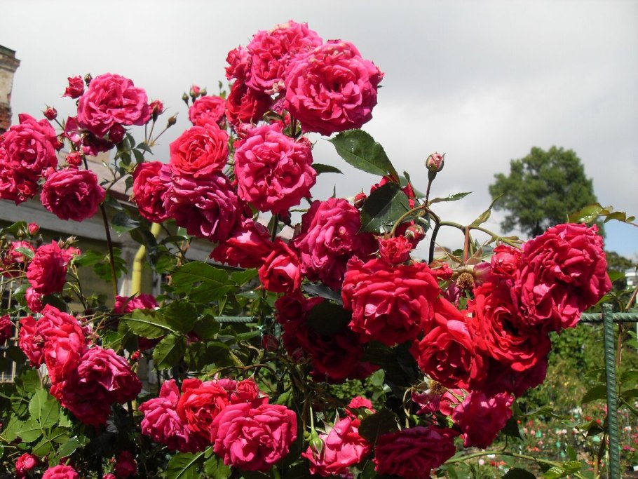 Большие фото розы Вулканика