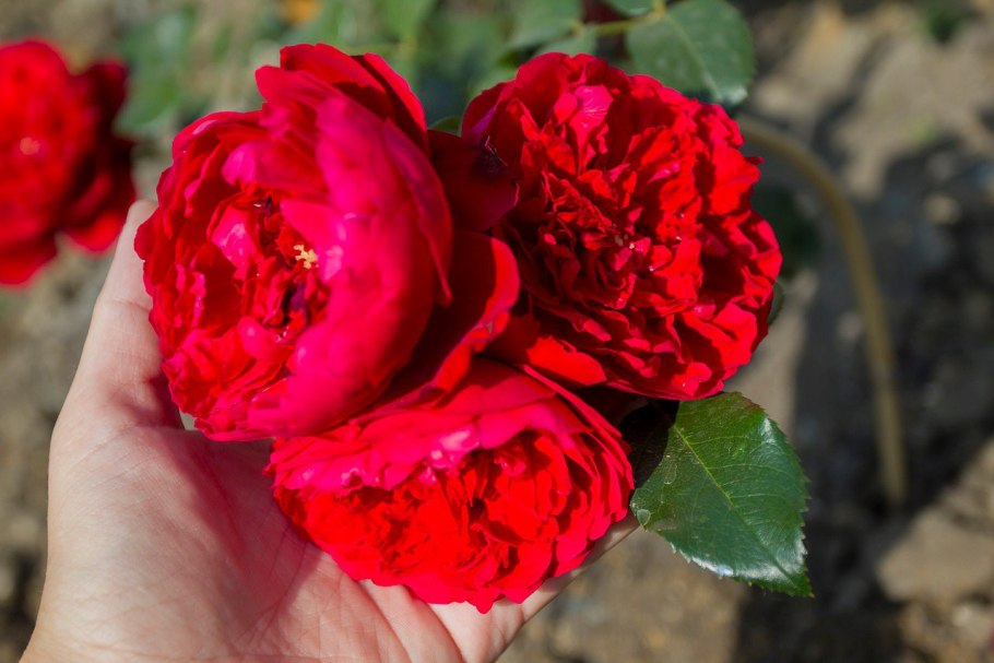 Роза Флорентина Кордес