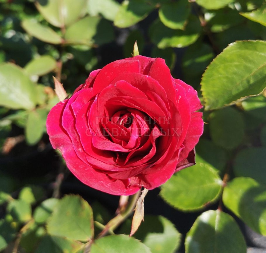 Букет из роз "Флорентина"