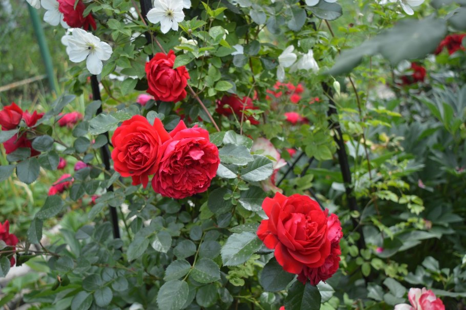 Флорентина Florentina роза