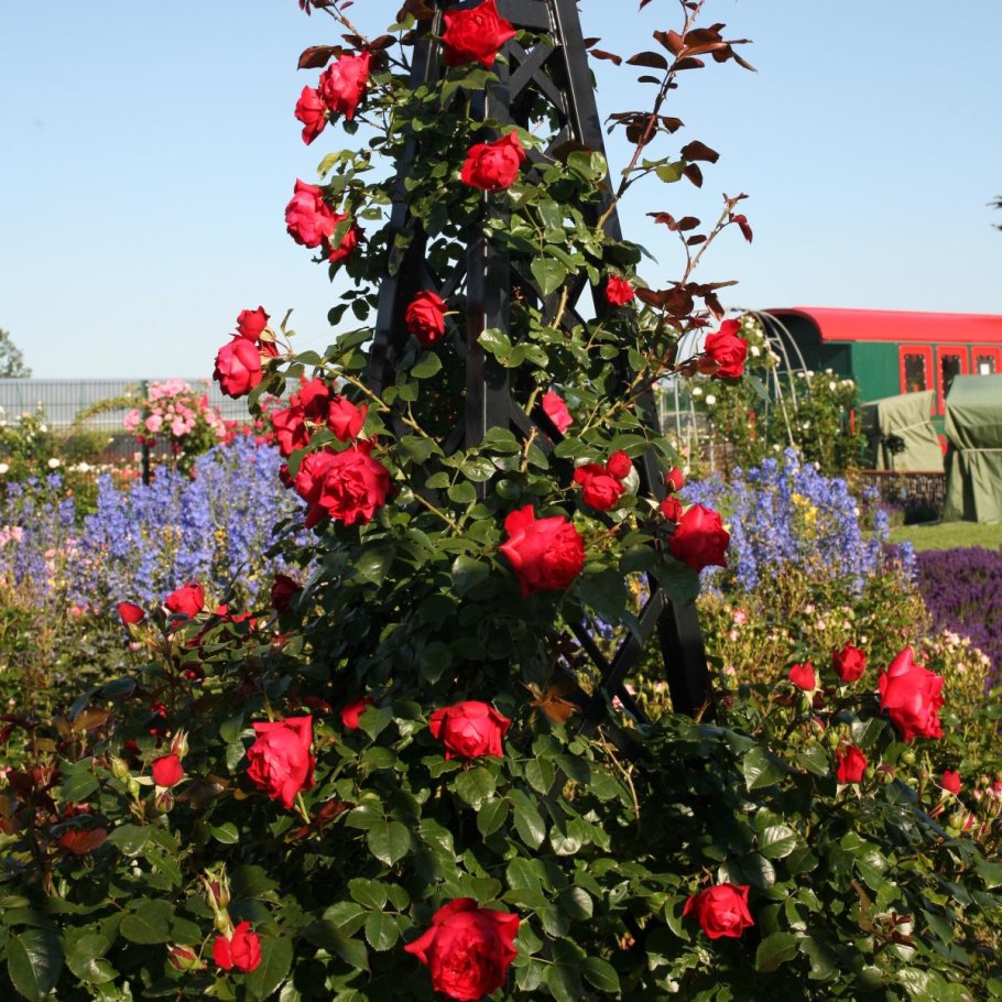 Флорентина клаймбер роза