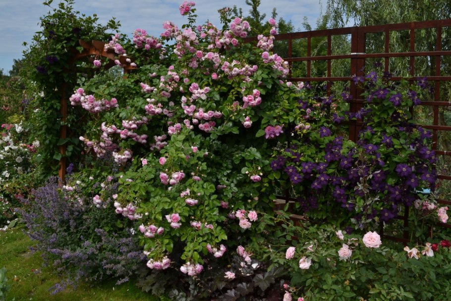 Роза Джардина