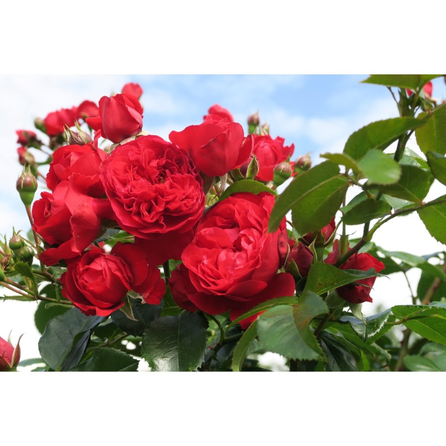 Роза Кордес Флорентина плетистая