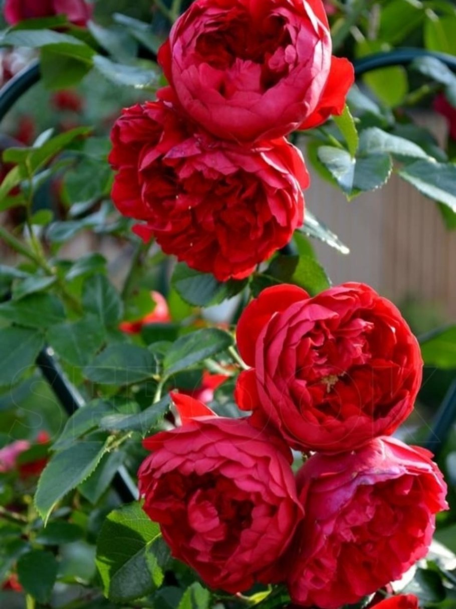 Роза Мисс Бомбастик