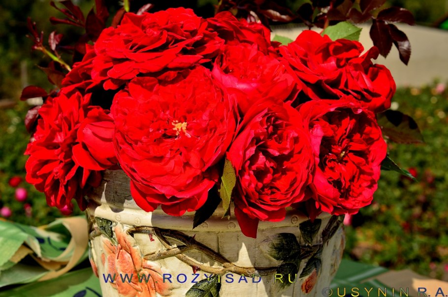 Роза парадедей