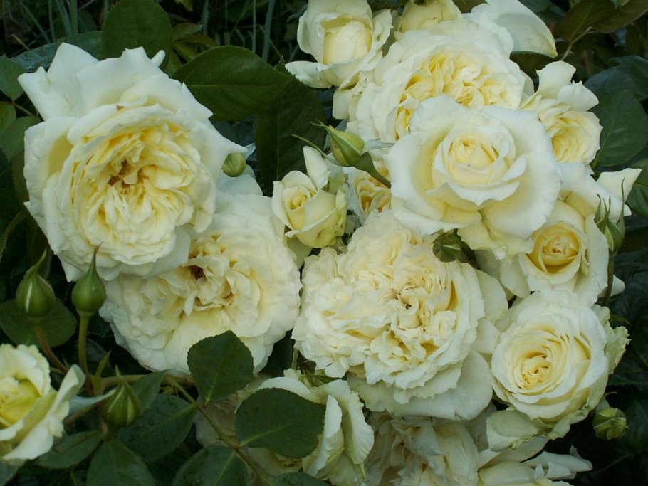 Роза Кордес Флорентина плетистая