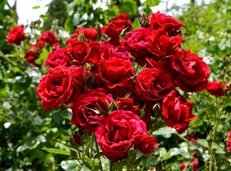 Роза плетистая черная Королева