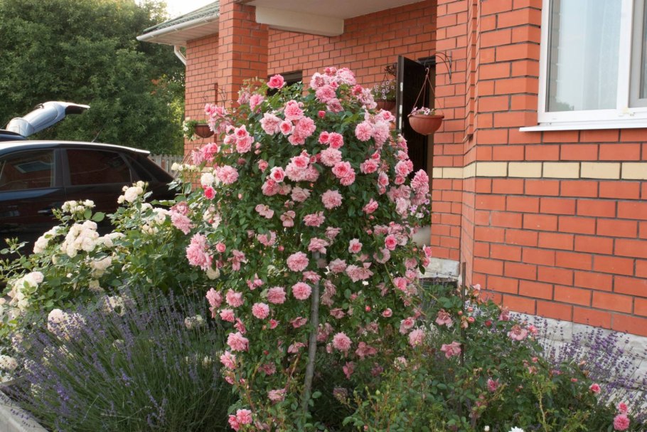 Сорт Флорентина