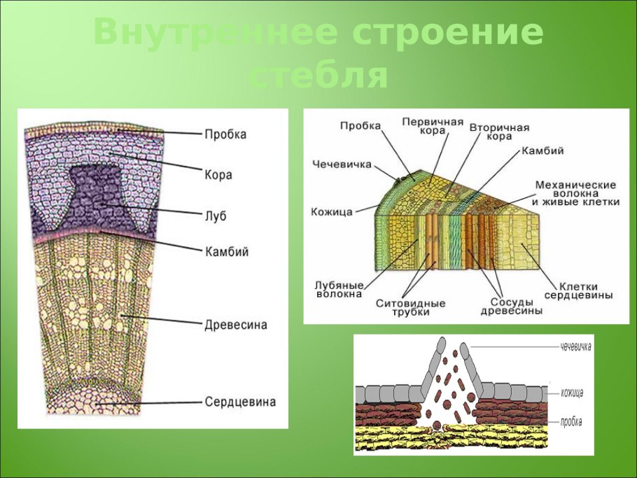 Строение стебля древесного растения таблица