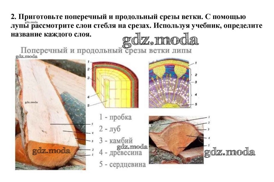 Кора Луб лубяные волокна ситовидные трубки