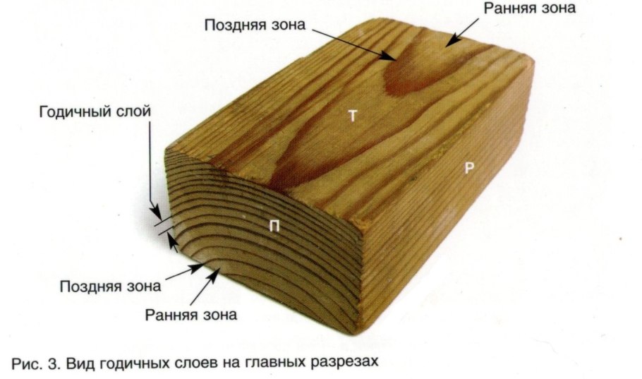 Кора груба морщиниста красна но как