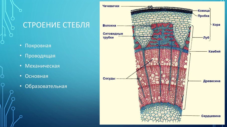 Строение стебля Ксилема и флоэма