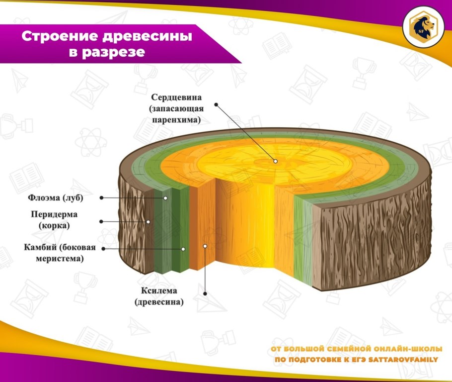 Строение среза древесины