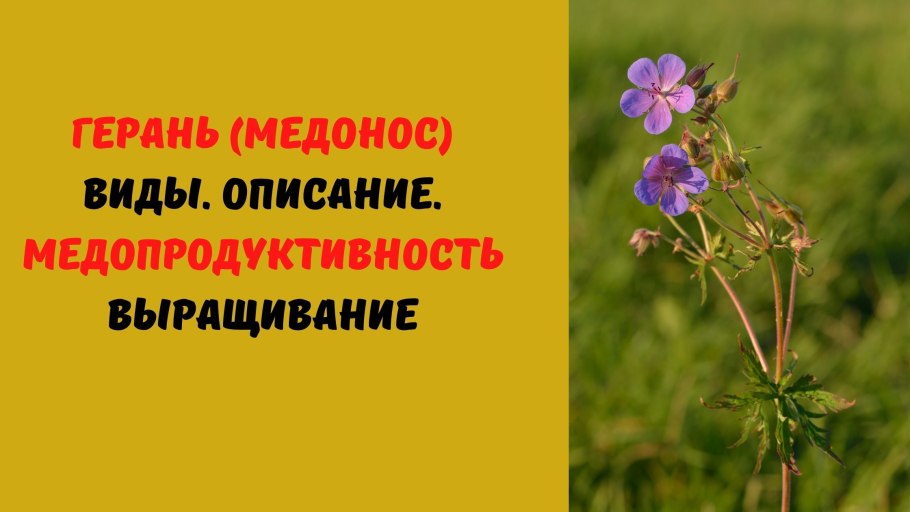 Расторопша медопродуктивность