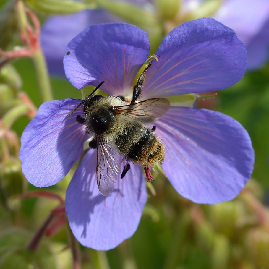 Bombus Sylvarum