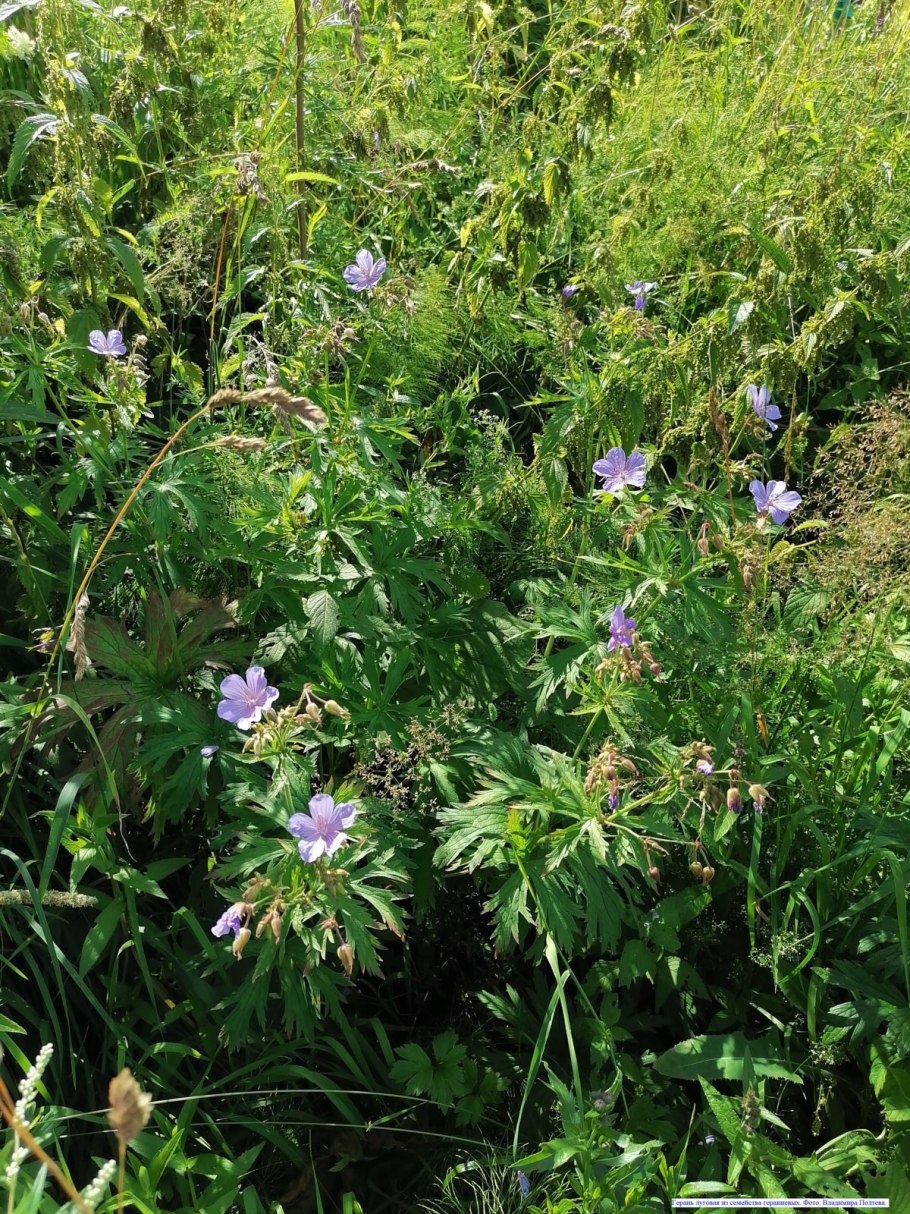 Атлас определитель травянистые растения леса