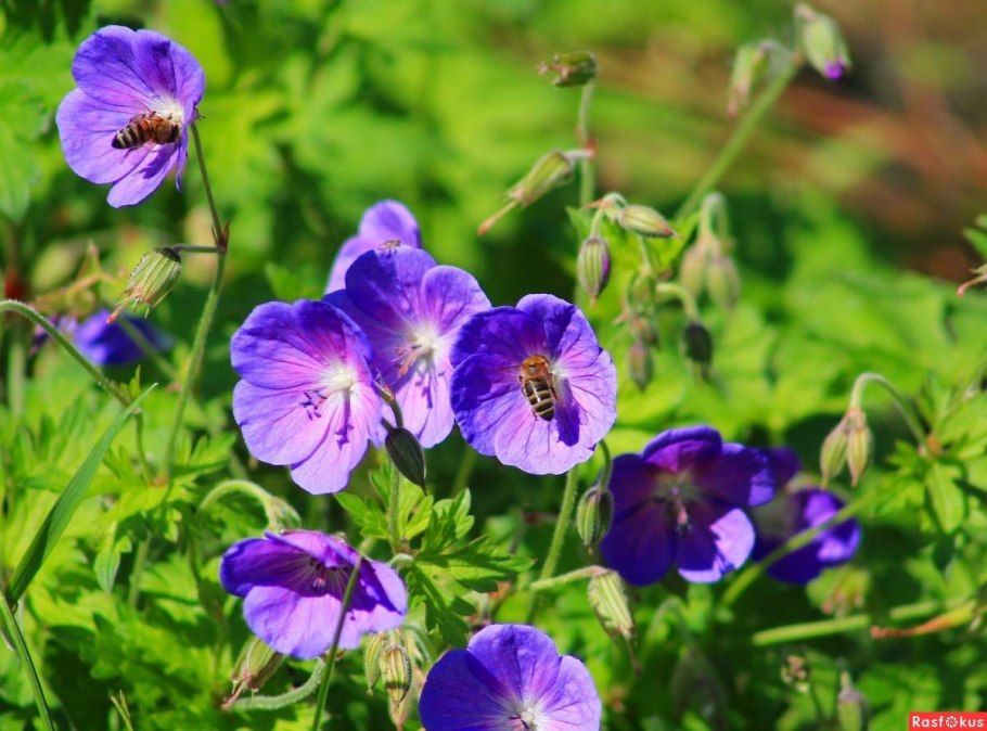 Герань Лесная (geraniumsilvaticum)