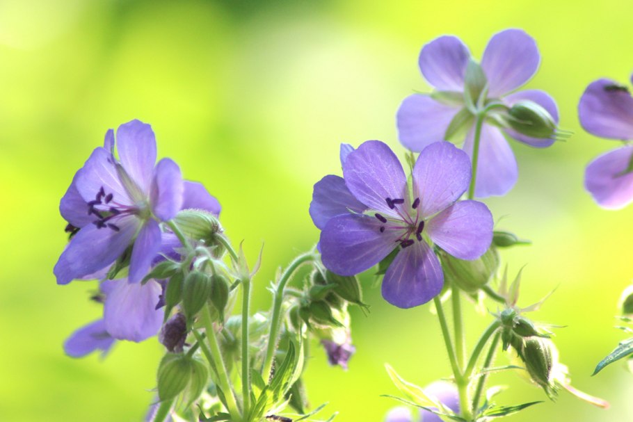 Герань Луговая