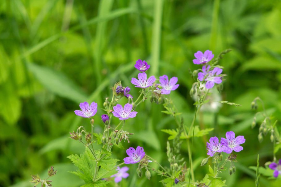 Герань Лесная Mayflower