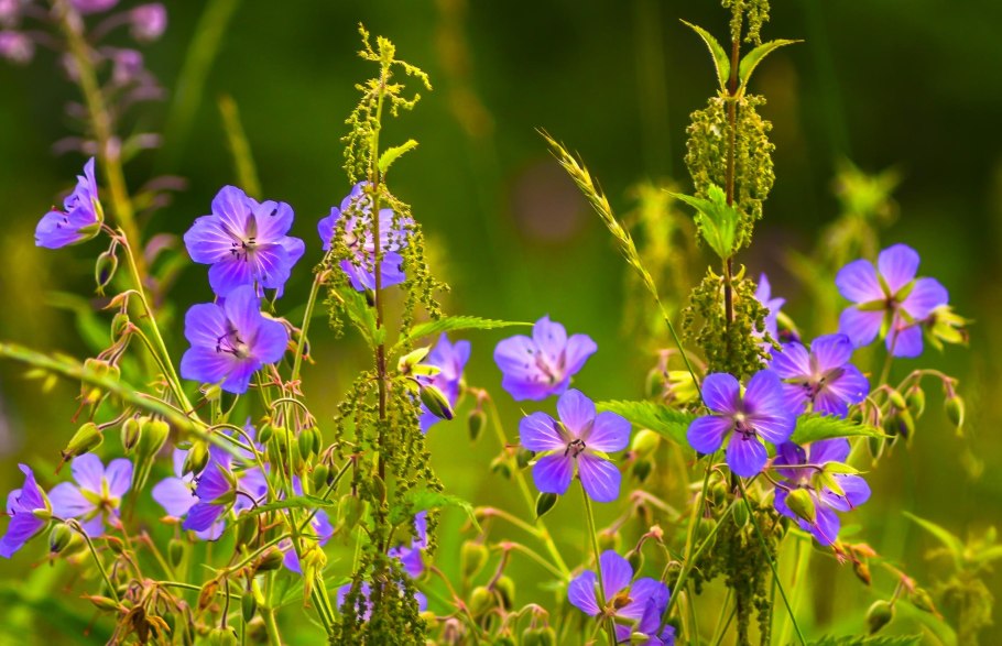 Непоедаемое разнотравье