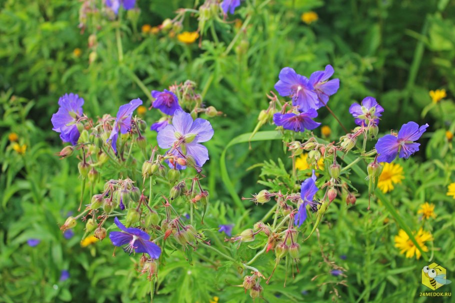 Медоносные растения Луга