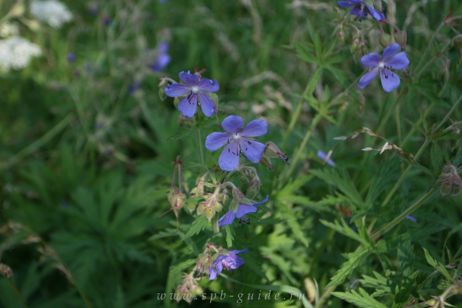 Герань Луговая