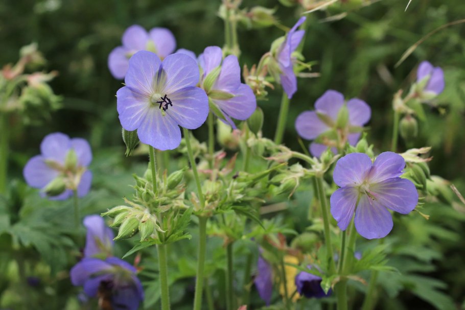 Герань Луговая Geranium pratense l.