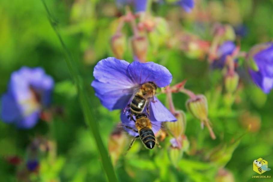 Медоносы полевые