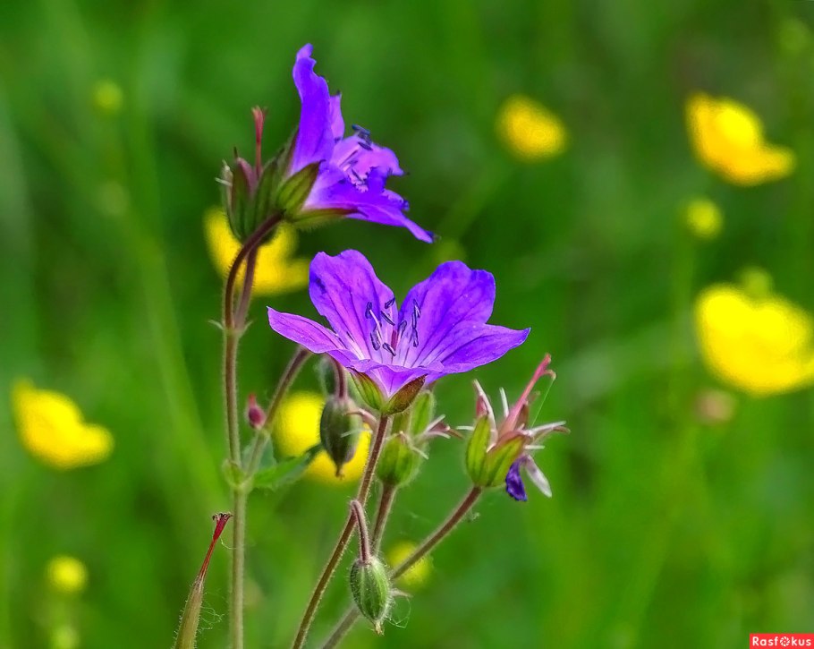 Цветы луговые 21 июня 2022