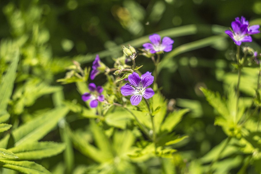 Герань Лесная листья