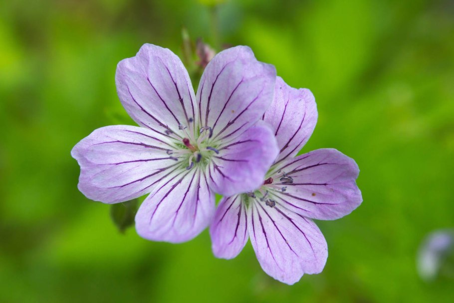 Журавельник Луговой