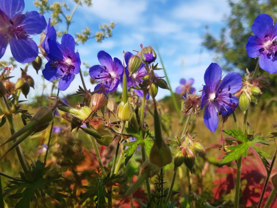 Барвинок герань Луговая