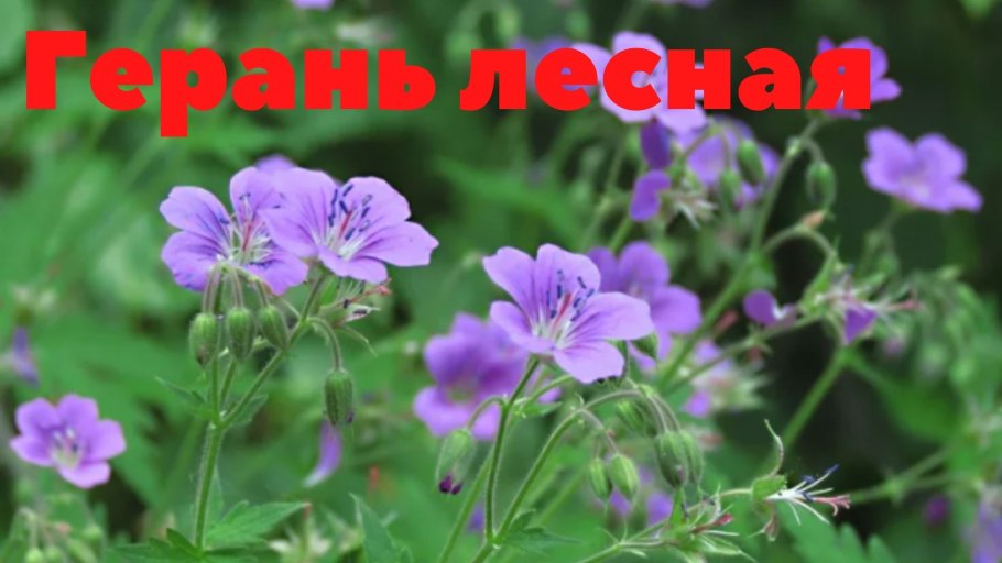 Герань Луговая журавельник Луговой