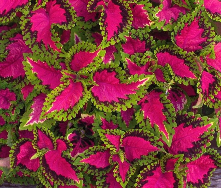 Колеус Ренельта Coleus rehneltianus