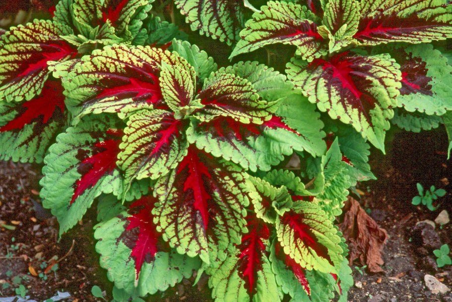 Колеус Coleus Kong Scarlet