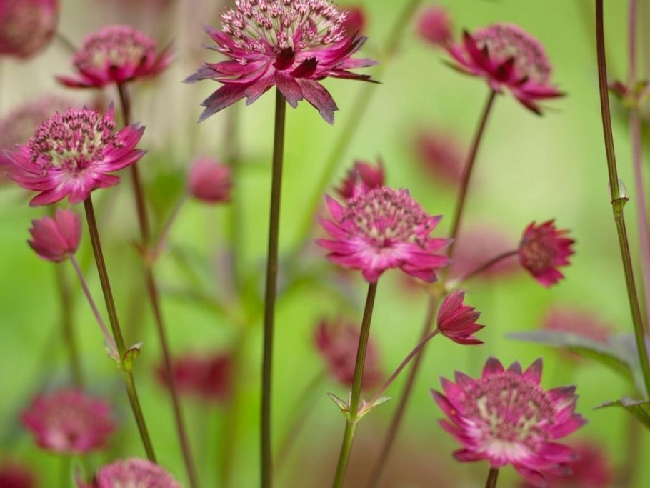 Астранция Astrantia Major rubra