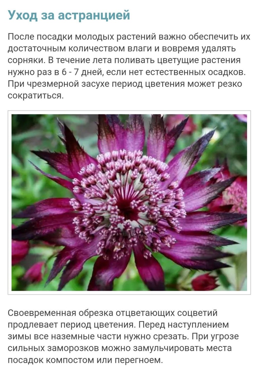 Викторианский язык цветов