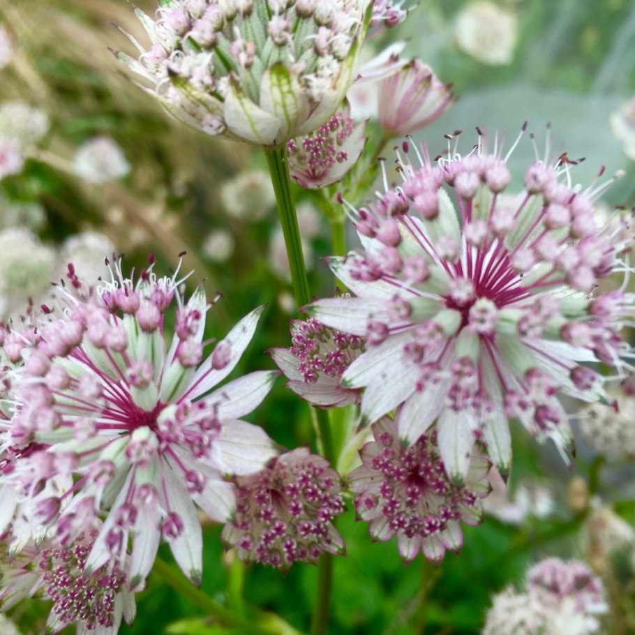 Астранция Хансен Блуд