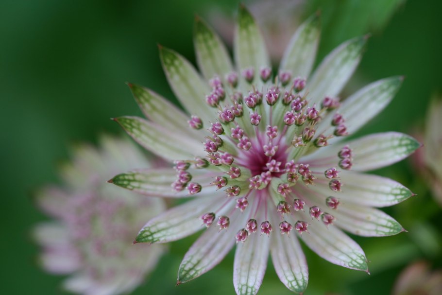 Интернет язык цветов