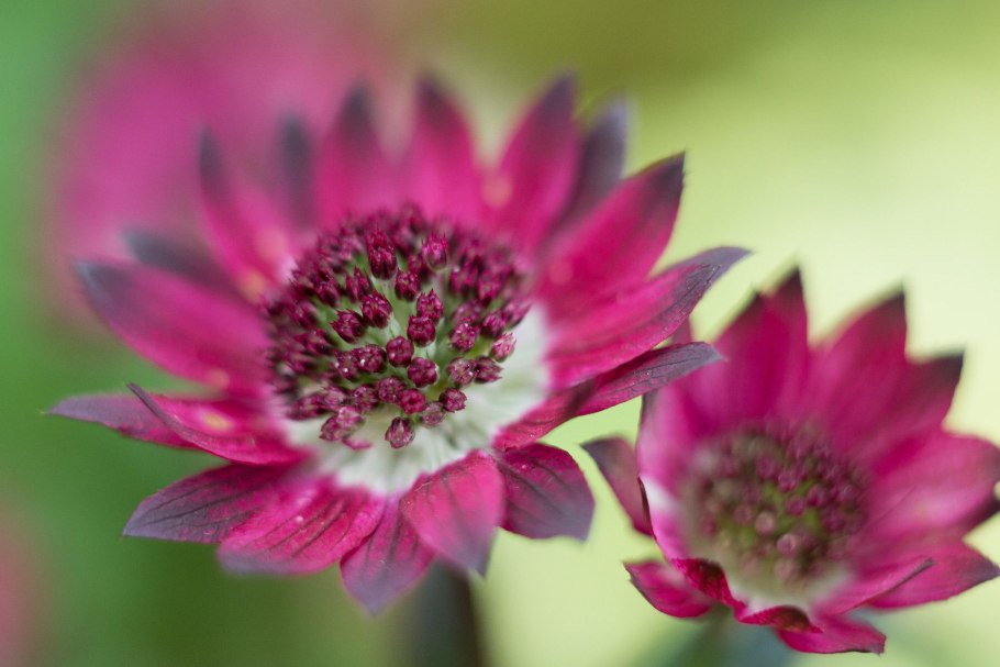 Астранция Руби