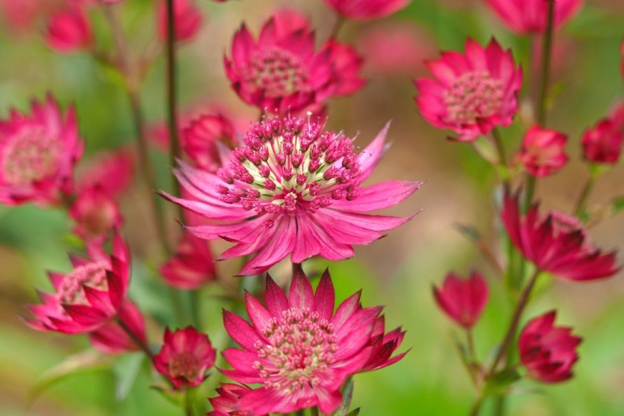 Астранция осенью