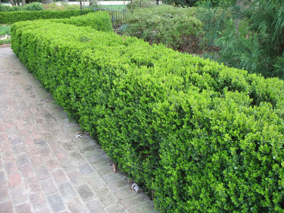 Buxus sempervirens самшит