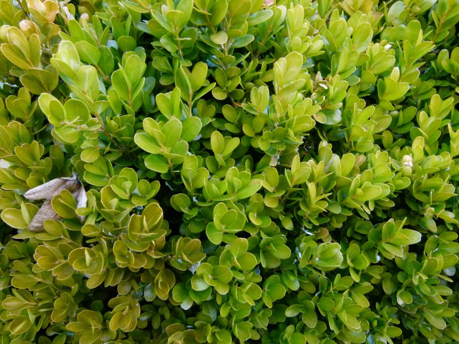 Buxus sempervirens самшит