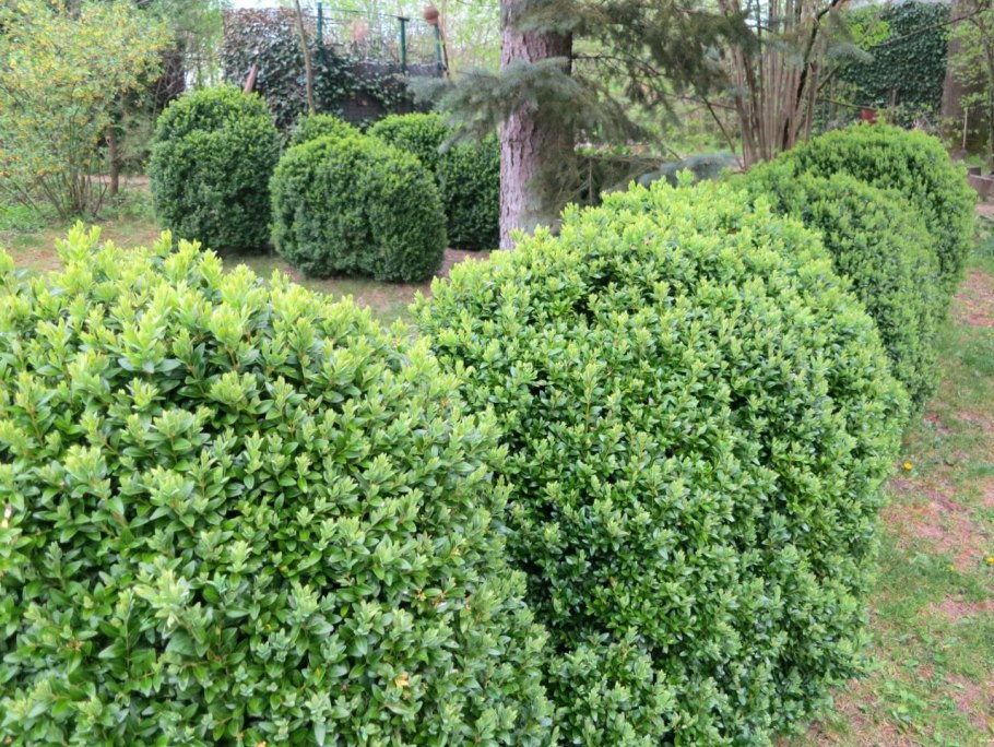 Цеанотус Yankee point