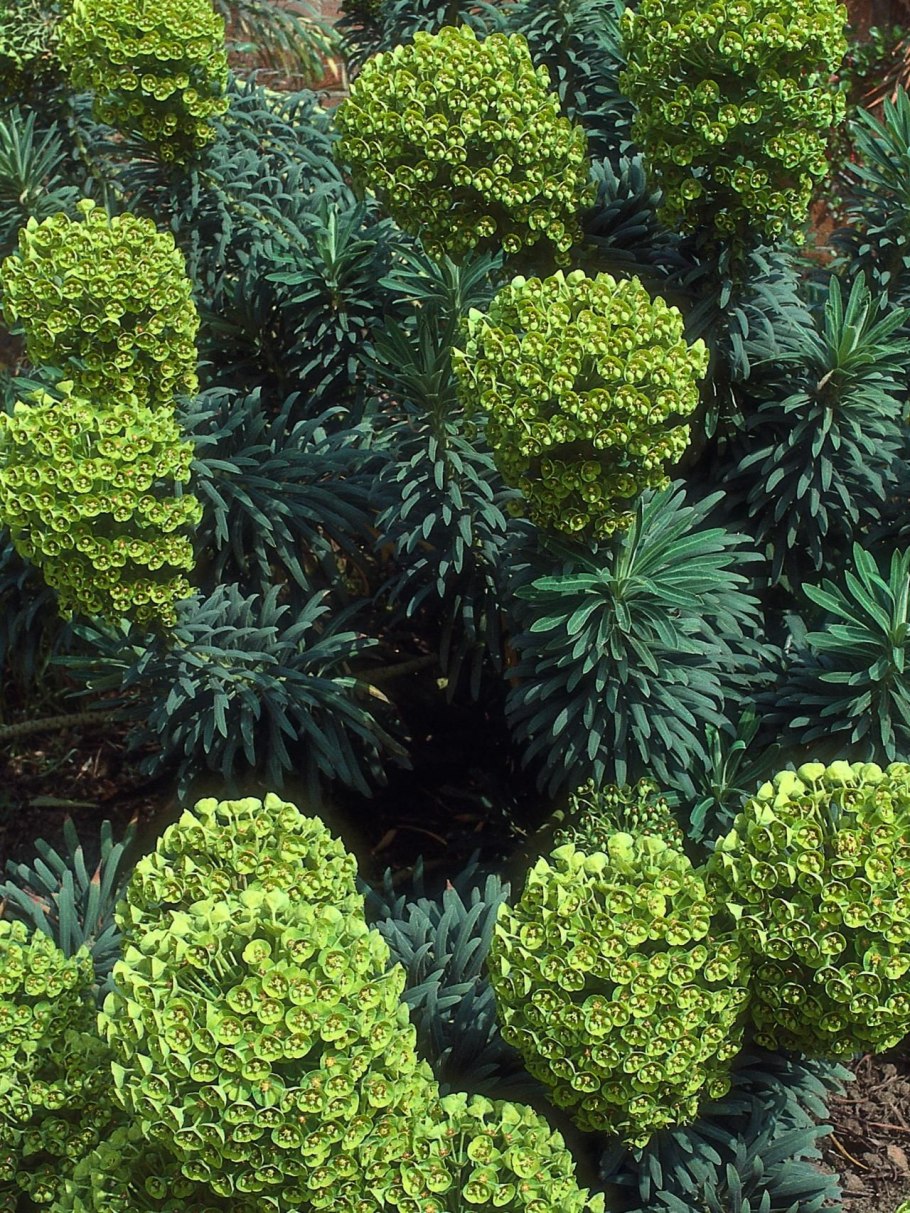 Вечнозеленый кустарник самшит