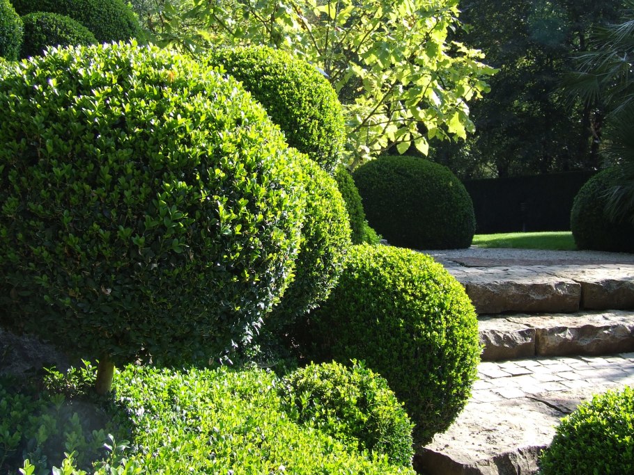 Самшит Buxus