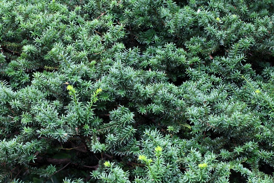 Можжевельник самшит кизильник